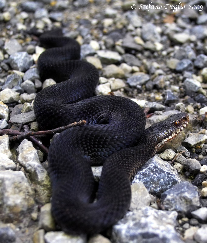 Vipera berus melanica